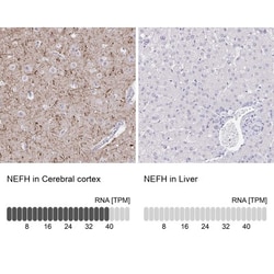 NF-H Antibody, Novus Biologicals 0.1mL; Unlabeled:Antibodies, Polyclonal
